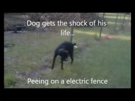 dog touching electric fence funny